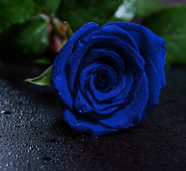 Ý nghĩa hoa hồng xanh, tặng cho ai, vào dịp nào là đúng? - Ảnh 1