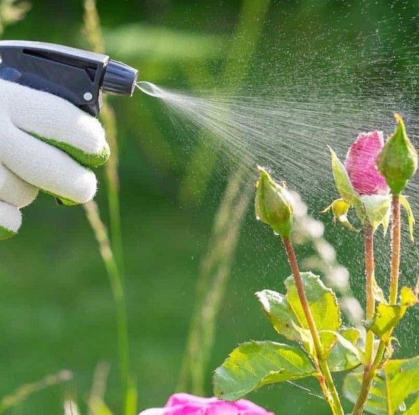 Ý nghĩa hoa hồng xanh, tặng cho ai, vào dịp nào là đúng? - Ảnh 10