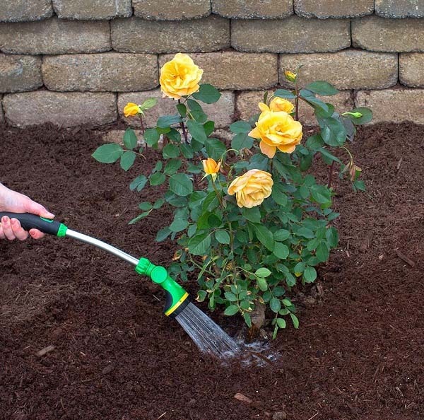 Ý nghĩa hoa hồng xanh, tặng cho ai, vào dịp nào là đúng? - Ảnh 11