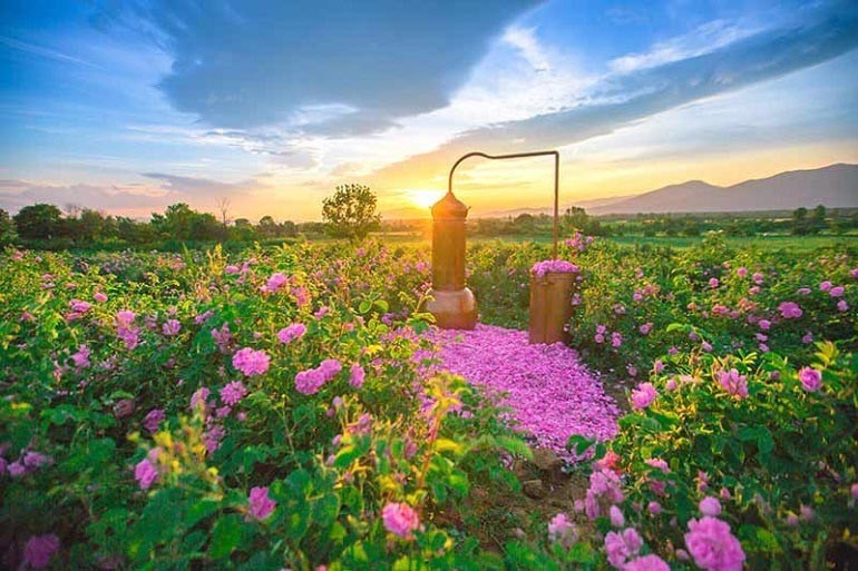 Ý nghĩa hoa hồng xanh, tặng cho ai, vào dịp nào là đúng? - Ảnh 16