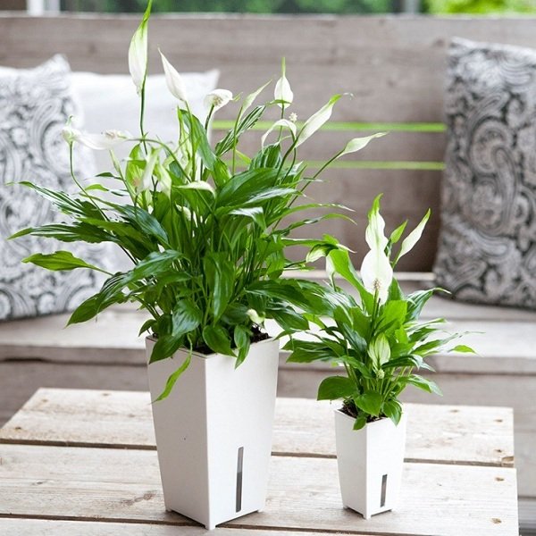 Cây Lan Ý phù hợp với người số 5 - Hình 16