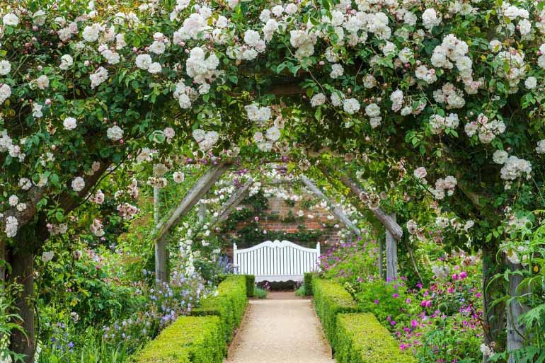 Ý nghĩa hoa hồng xanh, tặng cho ai, vào dịp nào là đúng? - Ảnh 17