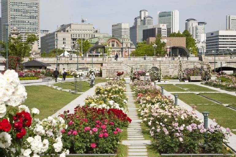 Ý nghĩa hoa hồng xanh, tặng cho ai, vào dịp nào là đúng? - Ảnh 18