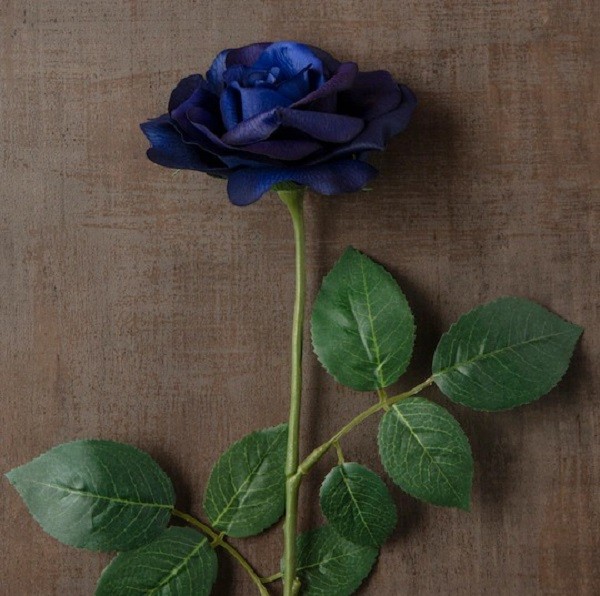 Ý nghĩa hoa hồng xanh, tặng cho ai, vào dịp nào là đúng? - Ảnh 23