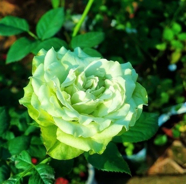 Ý nghĩa hoa hồng xanh, tặng cho ai, vào dịp nào là đúng? - Ảnh 3