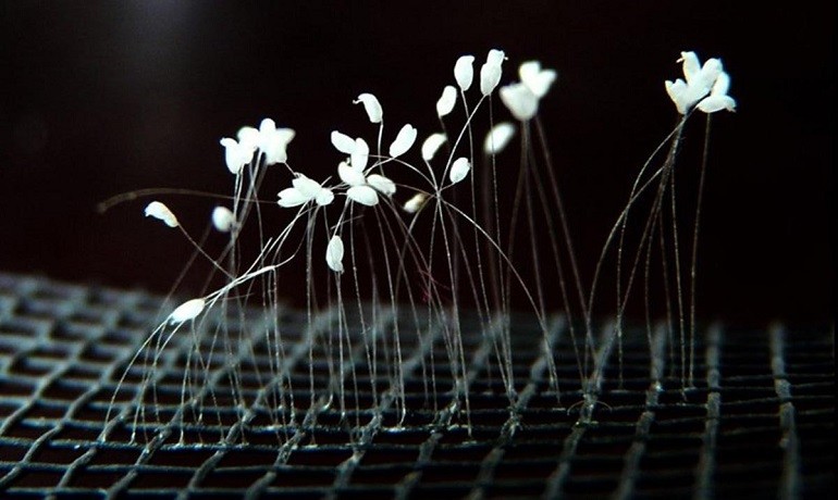 Hoa ưu đàm là gì, mọc ở đâu, báo hiệu điều gì, có độc không? - Hình 3