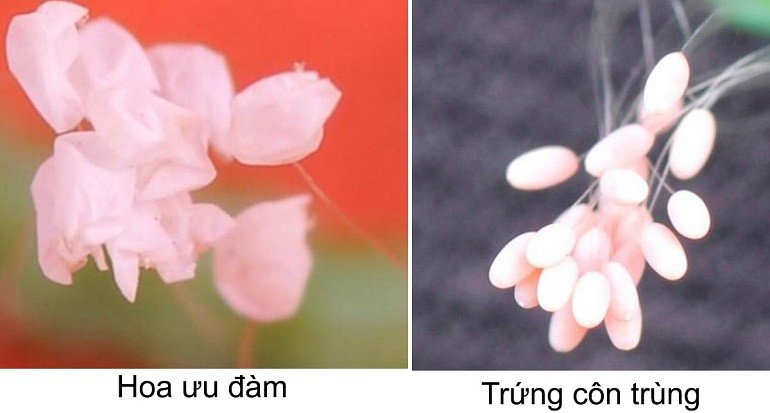 Cách nhận biết hoa ưu đàm là gì dễ bị nhầm lẫn với trứng của loài côn trùng Lacewíngs - Hình 5