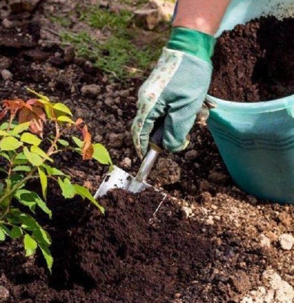 Ý nghĩa hoa hồng xanh, tặng cho ai, vào dịp nào là đúng? - Ảnh 8