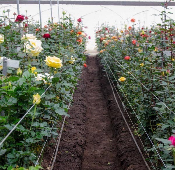 Ý nghĩa hoa hồng xanh, tặng cho ai, vào dịp nào là đúng? - Ảnh 9