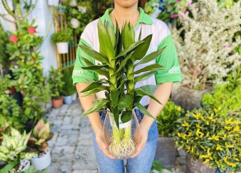 Cây phong thủy phát tài sẽ hỗ trợ tối đa người số 11 về mặt tài chính, kinh tế bản thân - Ảnh 17