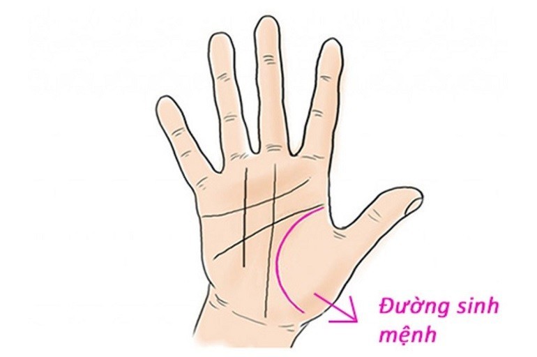 Nên chú ý khi sở hữu đặc điểm đường chỉ tay sinh mệnh bị đứt đoạn - Ảnh 15