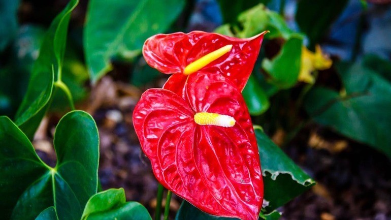 Ngày 142 là ngày gì Thứ mấy Ai tặng quà cho ai tặng gì - Ảnh 28